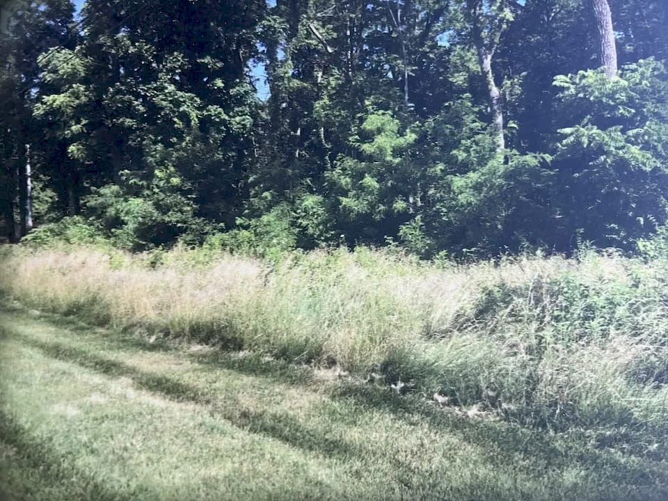 Forestry Mulching in Lebanon, OH, overgrown property before clearing