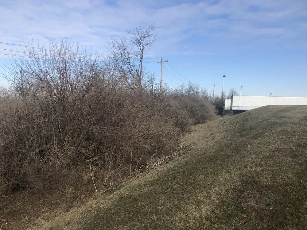 Lot Clearing in West Chester, OH, overgrown property before clearing